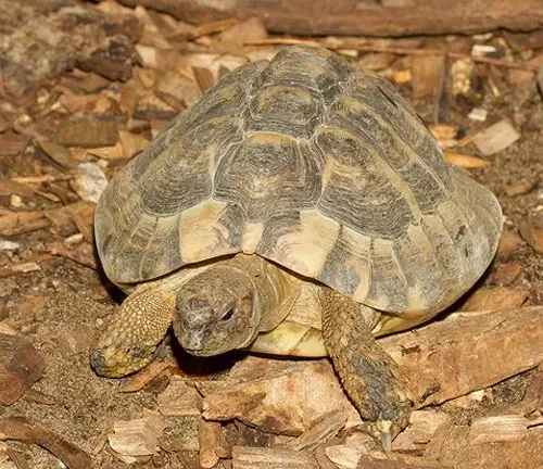 Hermann's Tortoise - Forestry.com