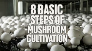 8 Basic Steps Of Mushroom Cultivation