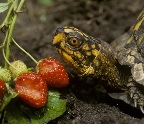 A "Common Box Turtle" enjoying a meal of strawberries on a plant.