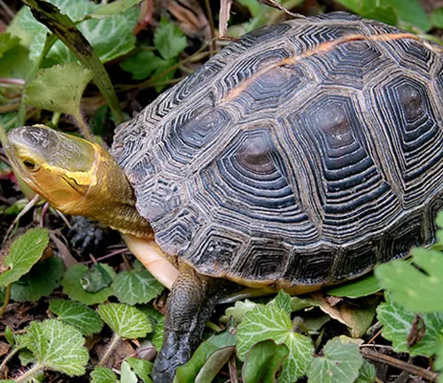 A Chinese Box Turtle walking in the grass.
