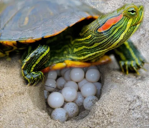 A Red-eared Slider Turtle carrying eggs in its shell.