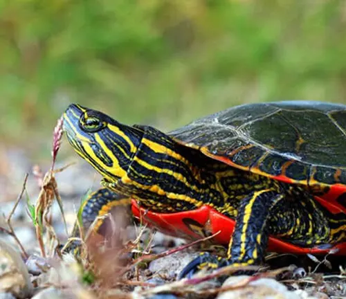 Colorful painted turtle with red, yellow, and green markings on its shell, basking on a rock in the sun.