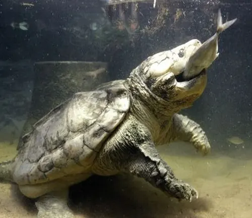 A "Snapping Turtle" devouring a fish in an aquarium.