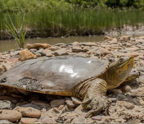 A Softshell Turtle sitting near a river on the ground.