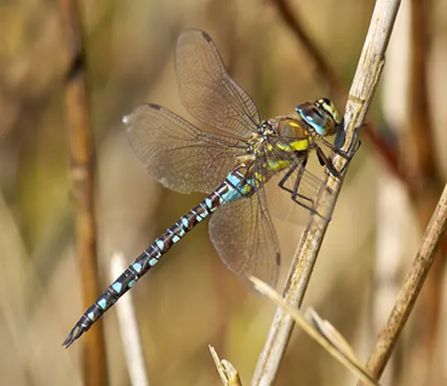 A "Hawkers Dragonfly" with vibrant blue and green wings perched on a delicate stem.