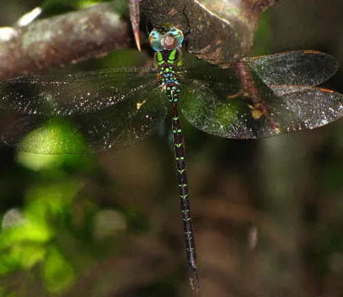 Photograph of a green dragonfly by Jimmy Kirk, also known as "Darners Dragonfly".