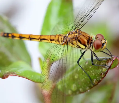 A close-up image of a Clubtail Dragonfly perched on a leaf, showcasing its vibrant colors and intricate wing patterns.