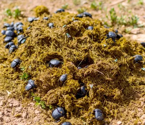 Dung beetles rolling a ball of dung.