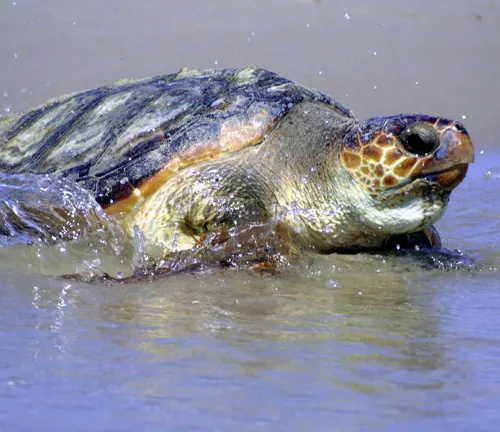 Loggerhead Sea Turtle
(Caretta caretta)
