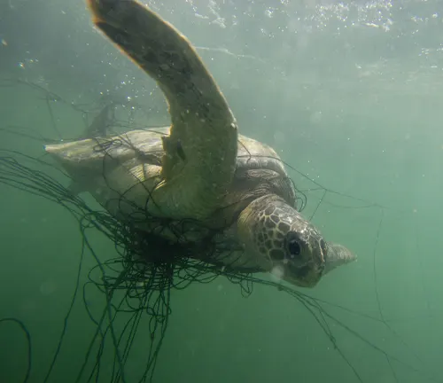 A Flatback Sea Turtle swimming in the ocean with a net in the background.
