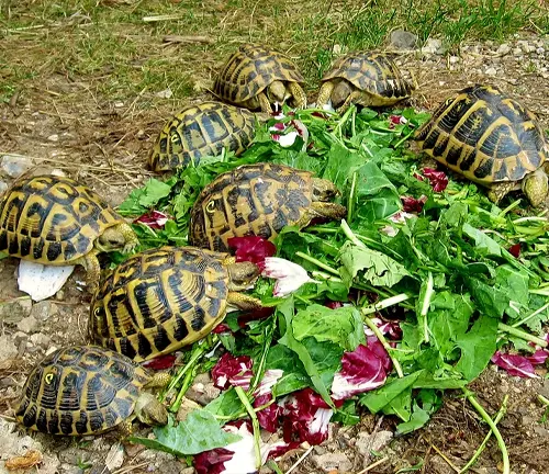 A group of Hermann's Tortoise eating on a pile of flowers.