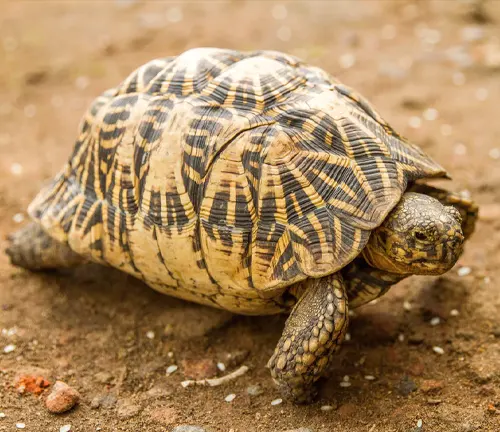 An Indian Star Tortoise slowly walking on the ground.