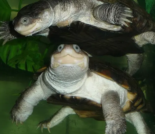 Two African Helmeted Turtles gracefully swim amidst aquatic plants in a vibrant aquarium.