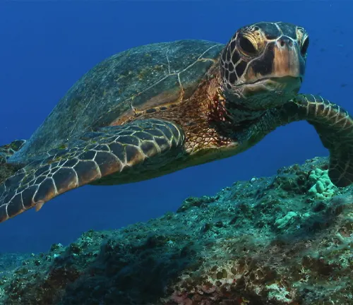 A "Green Sea Turtle" gracefully swims over a vibrant coral reef in the ocean.