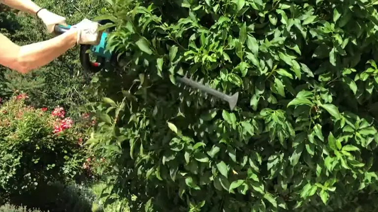 Person using Bosch AHS 50-20 trimming tree leaves