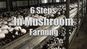 6 Essential Steps for Successful Mushroom Farming Featured Image