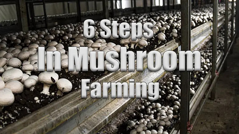 6 Essential Steps for Successful Mushroom Farming