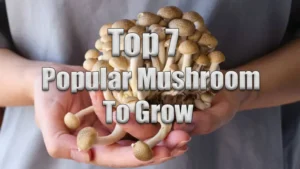 Top 7 Popular Mushroom To Grow Featured Image