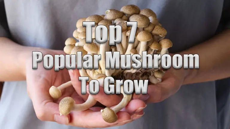 Top 7 Popular Mushrooms to Grow