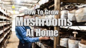 How To grow mushrooms at home Featured Image