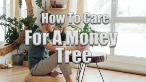 How to care For A Money Tree Featured Image