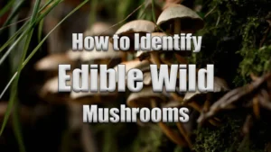 How to Identify Edible Wild Mushrooms Featured Image