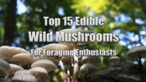 Top 15 Edible wild mushrooms for foraging Enthusiasts Featured Image