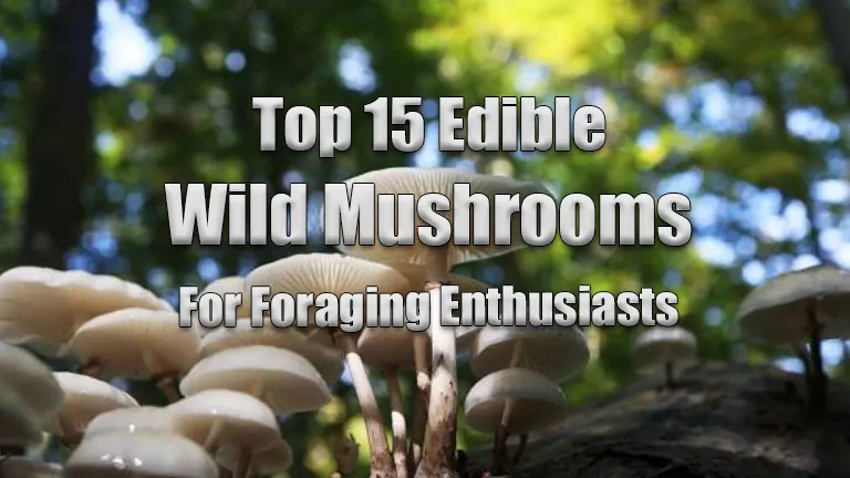 15 Edible Wild Mushrooms for Foraging Enthusiasts
