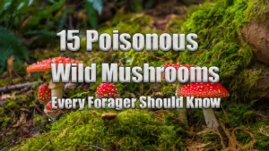 15 Poisonous Wild Mushrooms Every Forager Should Know Featured Image