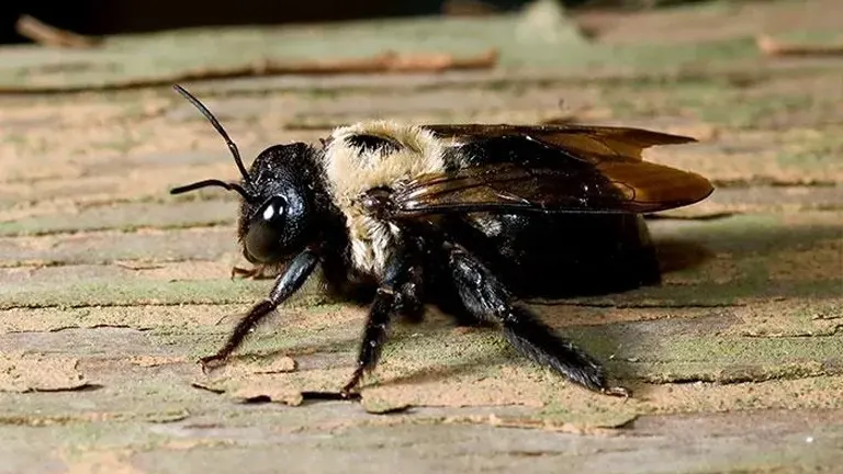 How to Safely and Effectively Get rid of Wood Bees