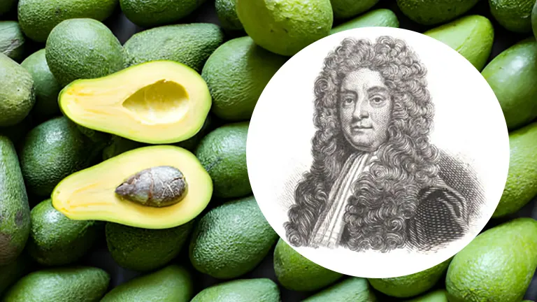 Avocados in the floor and an image of Sir Hans Sloane 
