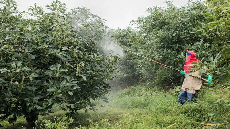 farmer with protective suit and mask spraying avocado crop

