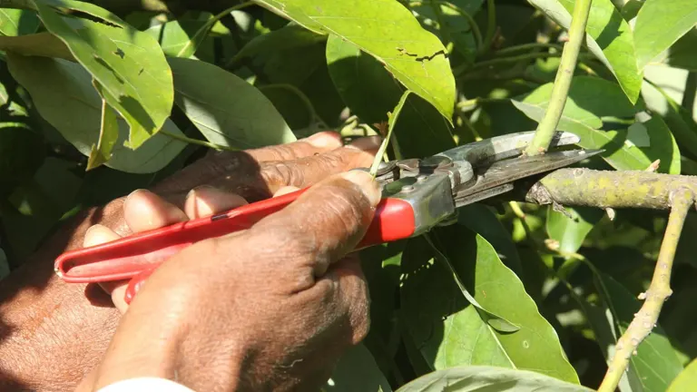 Person pruning the Hass avocado