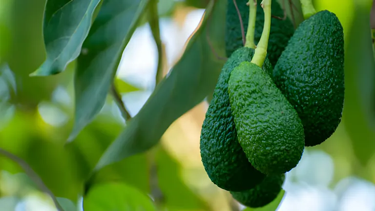 3 Hass Avocado hangging in its tree