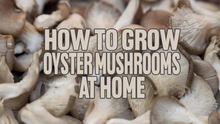 How to Grow Oyster Mushrooms at Home
