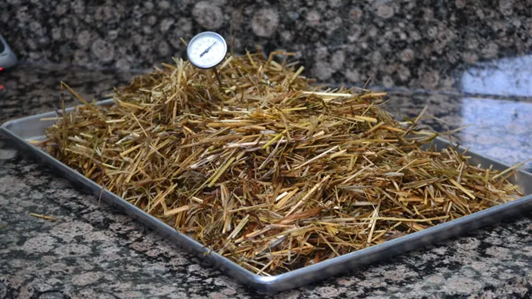 A tray of straw with a thermometer on a countertop, setup for growing oyster mushrooms at home.