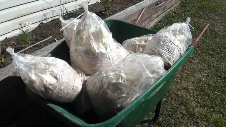Bags of substrate for growing oyster mushrooms placed in a wheelbarrow outdoors.