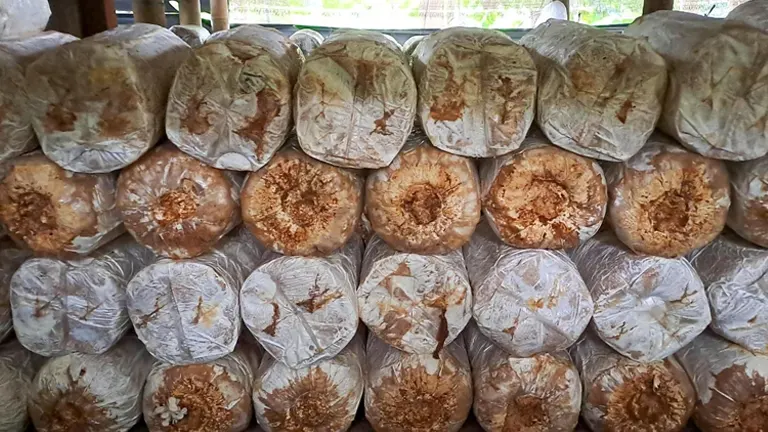 Group of Oyster Mushroom bags