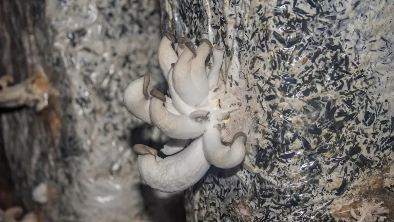Oyster mushrooms growing from holes in a substrate bag.