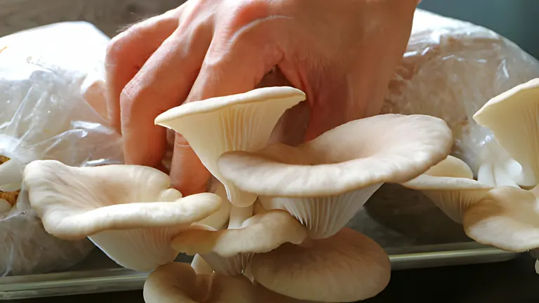 Person harvesting oyster mushroom