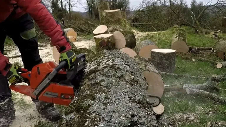 Person cutting big log using Husqvarna 365 Chainsaw
