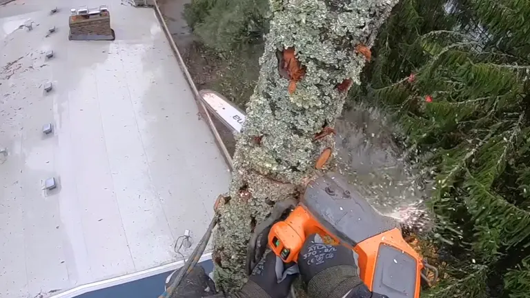 Arborist cutting on the top of a tall  tree using Husqvarna T540i XP Chainsaw