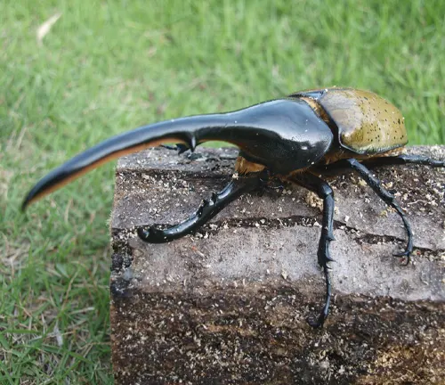 A close-up photo of a Hercules Beetle, a large insect with a shiny black exoskeleton and long, curved horns on its head.