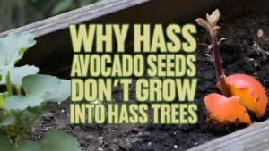 Why Hass Avocado Seeds Don't Grow Into Hass Trees
