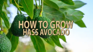 how to grow hass avocado