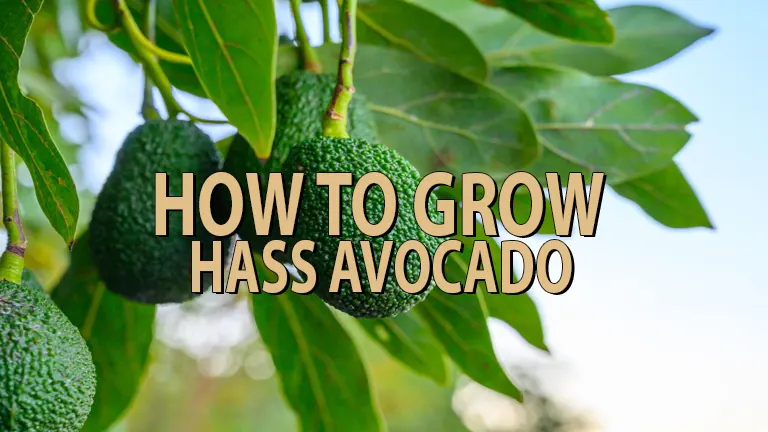 How to Grow Hass Avocado: Simple Steps for Beginners