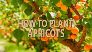 how to plant apricots