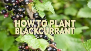 how to plant blackcurrant