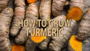how to grow turmeric