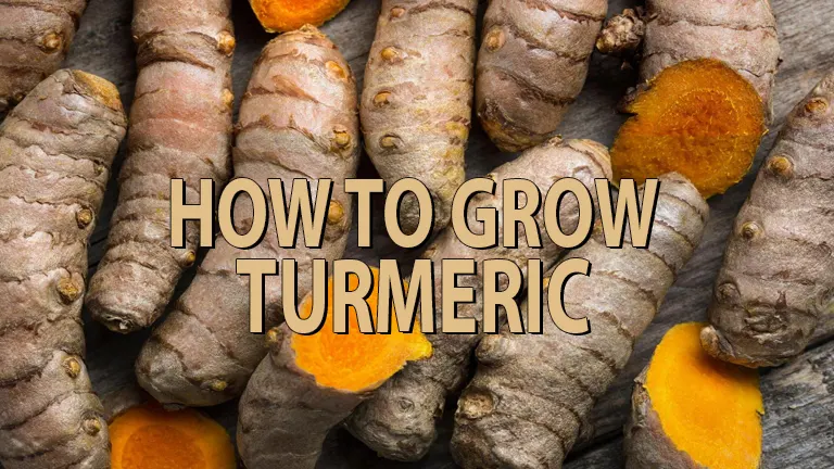 How to Grow Turmeric: Complete Guide for Gardens &amp; Containers
